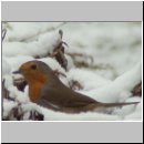 Erithacus rubecula - Rotkehlchen 05.jpg